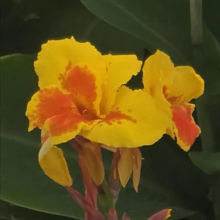 La Preciosa * San Agustín