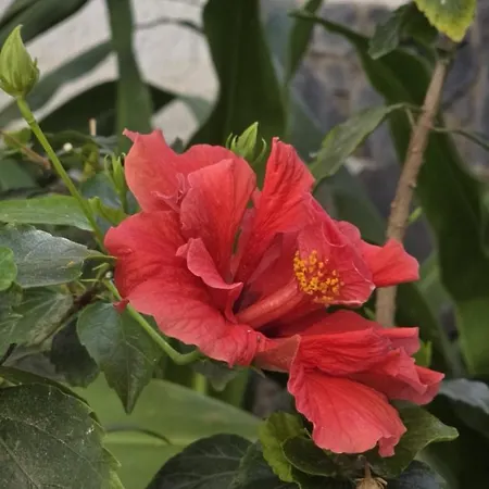 La Preciosa Lägenhet